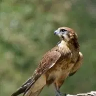 Ierakas