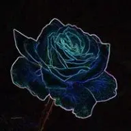 Rose Autumn