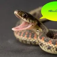 Snake656