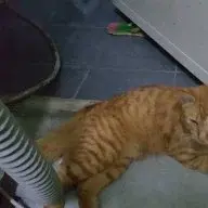 MakanBudak