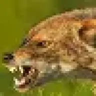 theJacKaL