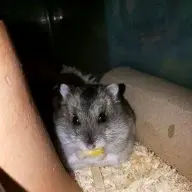 bbggz