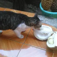 Akang21