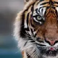 Godtiger