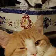 boxtrotcat