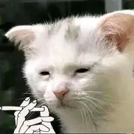 Randai