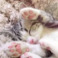 LittleCat