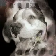Phocolo
