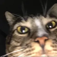 Xeylop