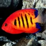 Darkredfish