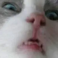 tatarop
