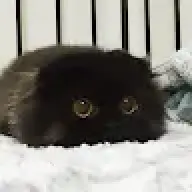 LlKlNG