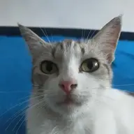 Sincen