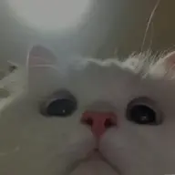 Zoeee