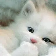 Tommi