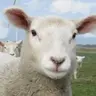 Raizzer