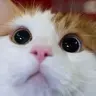 kazu