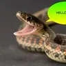 Snake656
