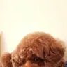 Ringo