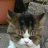 toccdcis