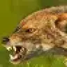theJacKaL