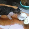 Akang21