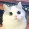 angelkitty2410