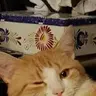 boxtrotcat