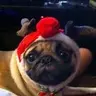 pugnasty