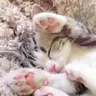 LittleCat