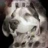 Phocolo
