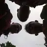 yogatrii