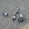 Carzcat