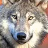 Silentwolf