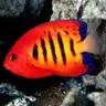 Darkredfish