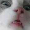 tatarop