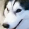 Jayluk