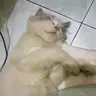 DianKr