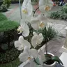 Perschea