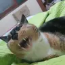 Pocokun