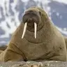 Walwus