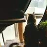 Mistercatgoon