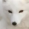 Snowfox