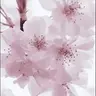 Ami
