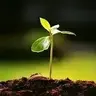 Juyi