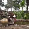 Dooc