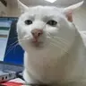 Maoushuugax
