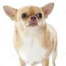 Wang dog