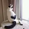 imilyou
