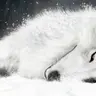 Wolf reign